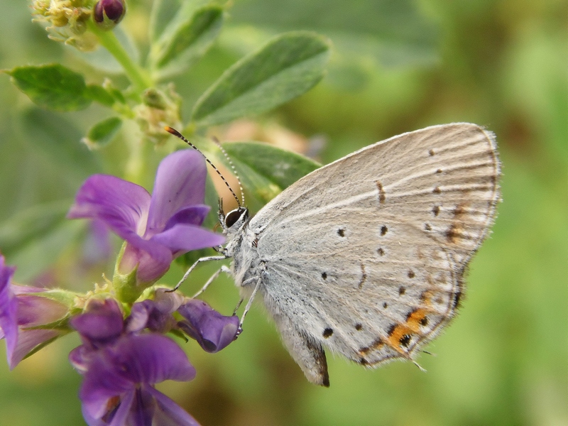 Lepidotteri pista ciclabile Arluno-Boffalora